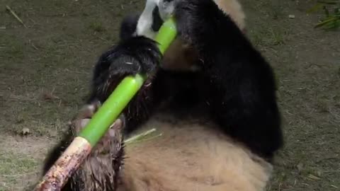 Giant pandas eat too fragrant