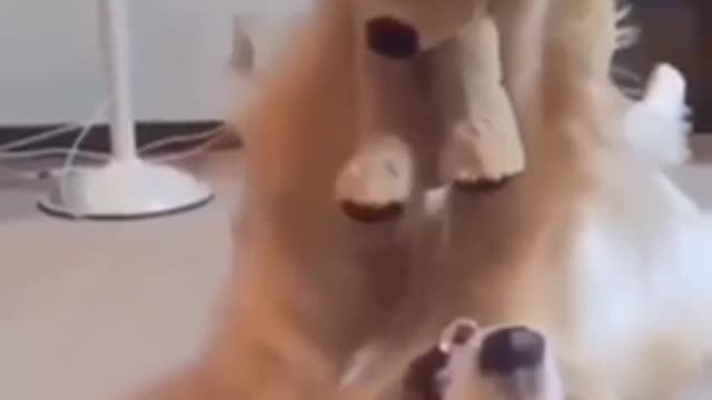 Play Time Doggo