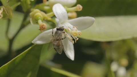 Honey bee drinking nectar from a citrus tree