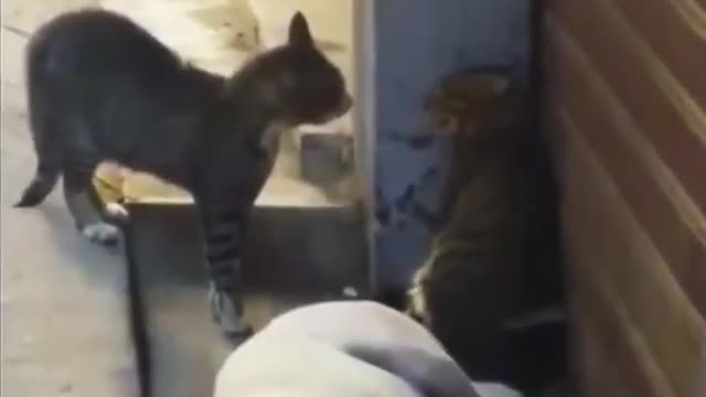 cats fighting funny video