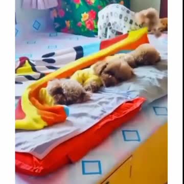 Dog Sleeping Well After Buying Dog Training