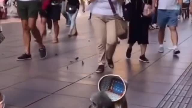 A dog who can go shopping