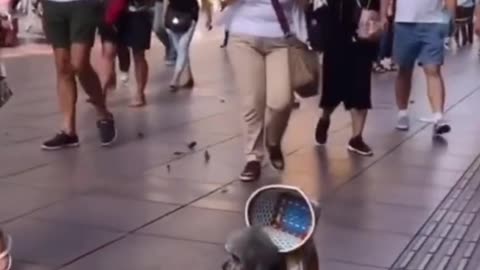 A dog who can go shopping