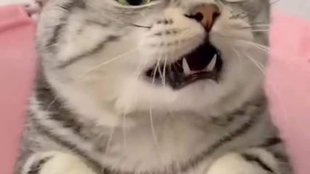 funny cat shorts🤣#shorts #funnycats