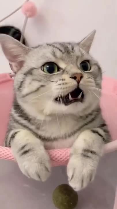 funny cat shorts🤣#shorts #funnycats