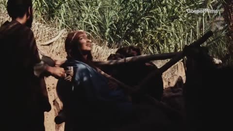 Farzi movie