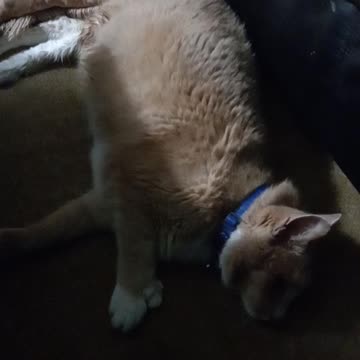 Buffalo short shot tap water mirror