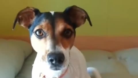 Animal dogs🐶 cray short video