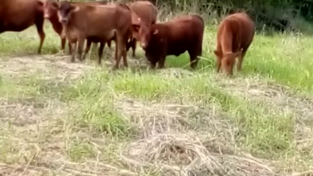 Cows Eating Grass in the Caribbean