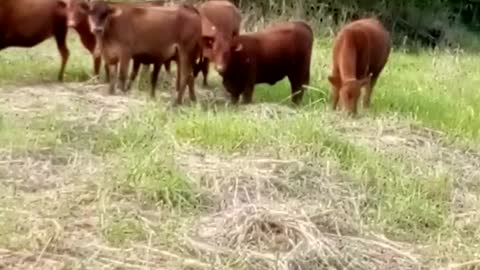 Cows Eating Grass in the Caribbean