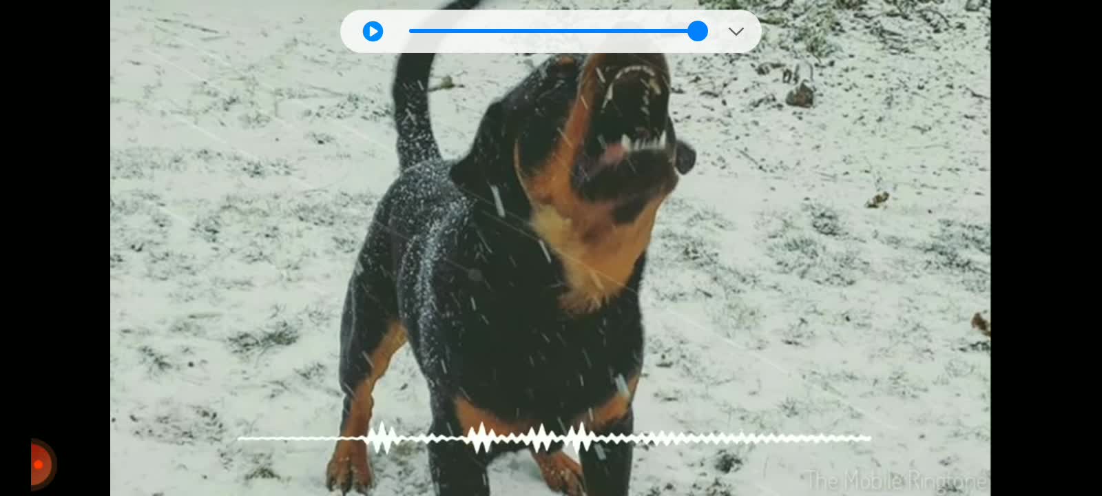 Dog Barking Sound #Dog sound effect