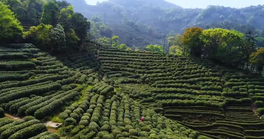 Is this the tea tree of China?