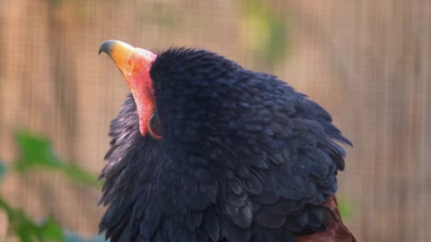 Beautiful eagle playing with its head