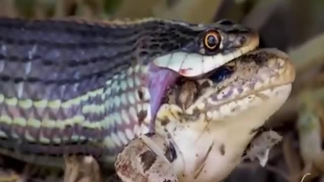 Snake eats the Frog alive 😱😱