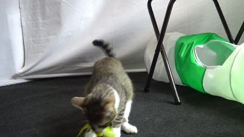 Funny Kitten Talks to the Toy