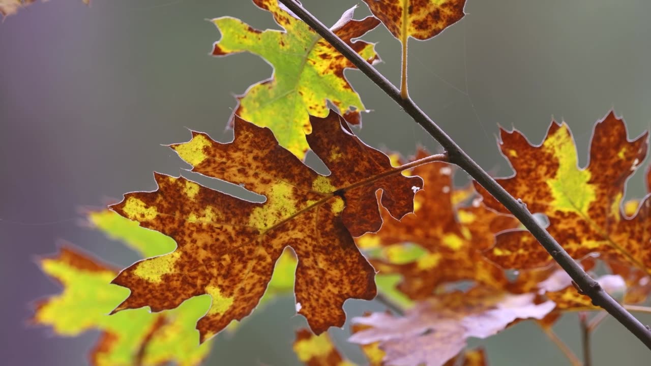 Study to the sound of the leaves / Estude ao som das folhas