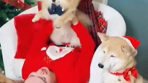 Cute and Funny Dog Videos Compilation 2022 #