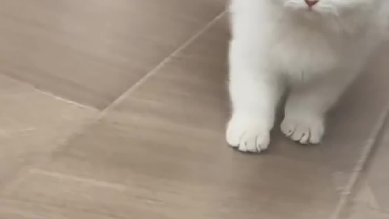 Cat 😺