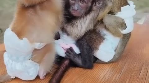 Is the baby baboon whispering?