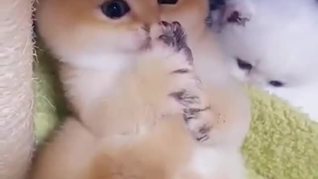 So cute baby cat