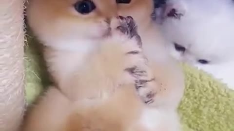 So cute baby cat