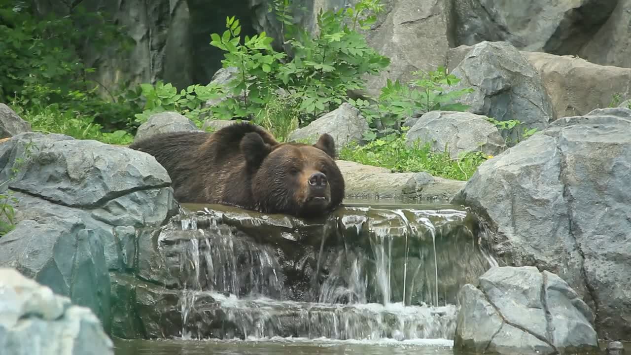 Bear lies in a brook