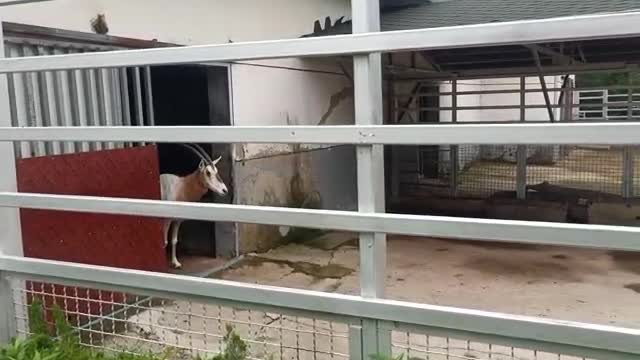 Antelope sticks its head out to see if it has any friends