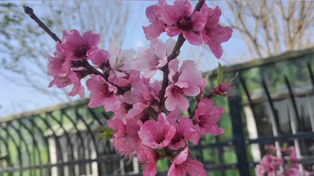 The flowers blooming in the sun are so beautiful