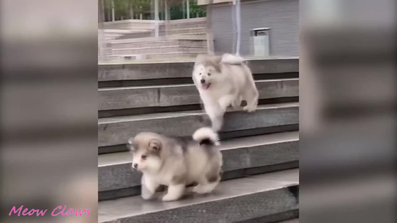 Fluffy baby Alaskan Malamute will warm your heart