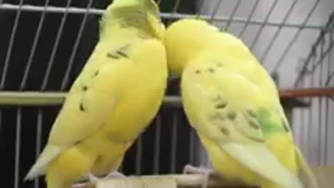 Beautiful kissing Birds