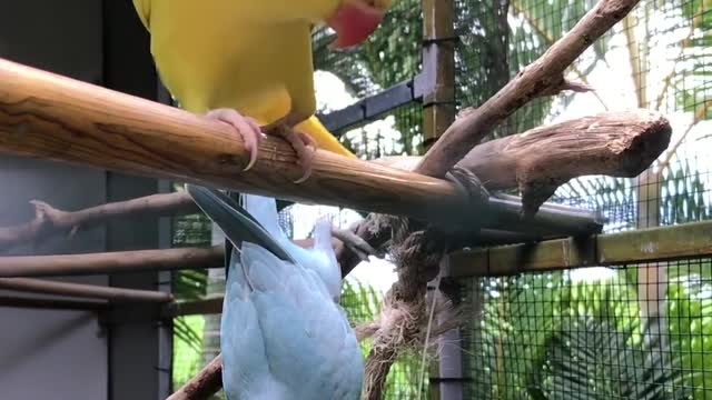 Yellow parrots are playing