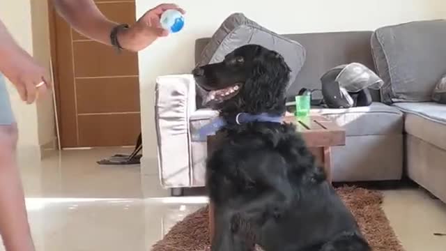 Dog Chooses his Squeaky Toy