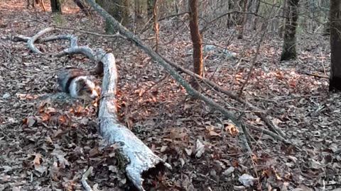 Scout chasing something that ran into the log