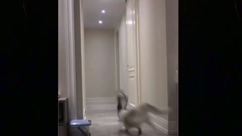 funny pets: playful cat