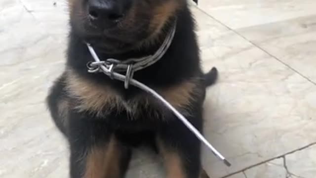 Cuteness Rottweiler