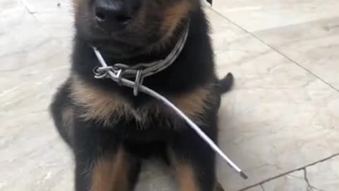 Cuteness Rottweiler