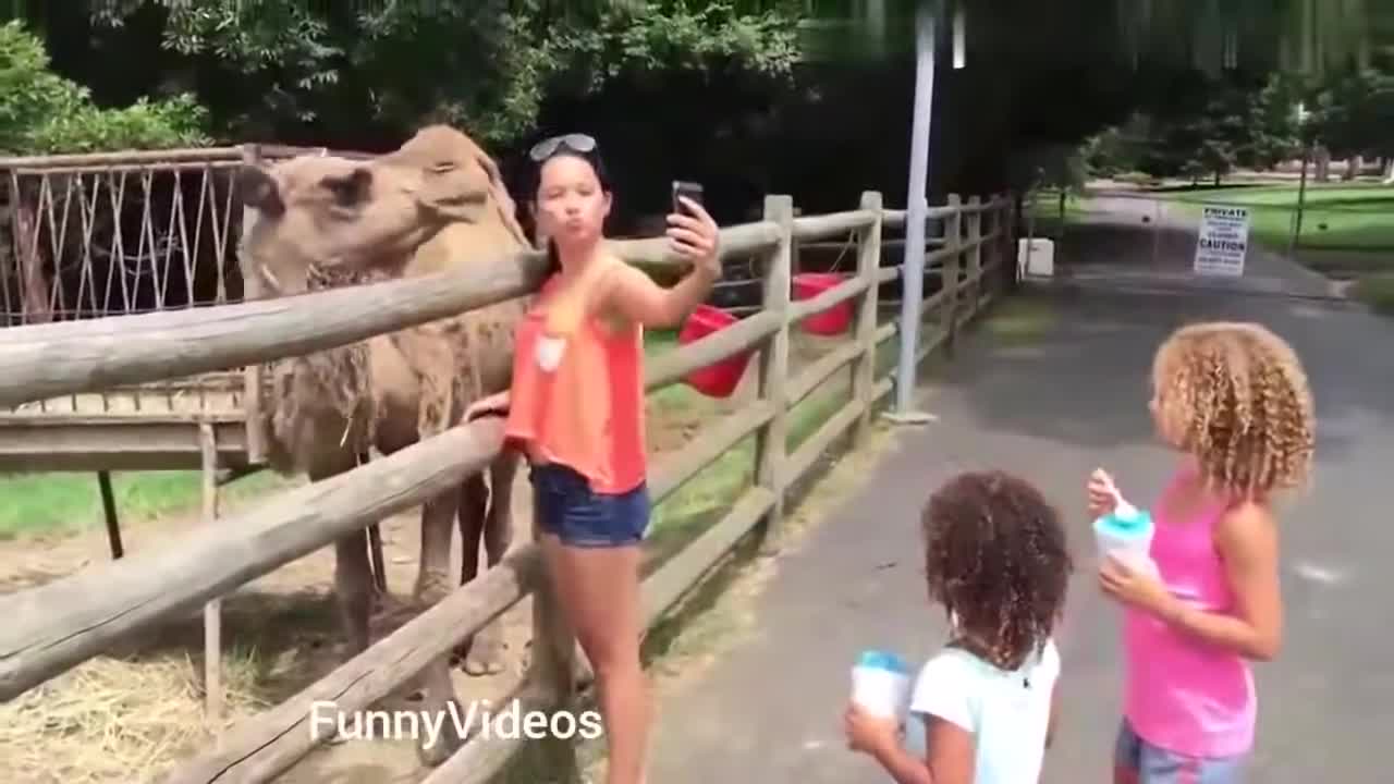 Funny Animals Videos❤️| Funny Girl Video 2020 | Funny girl Fails | funny zoo Animals