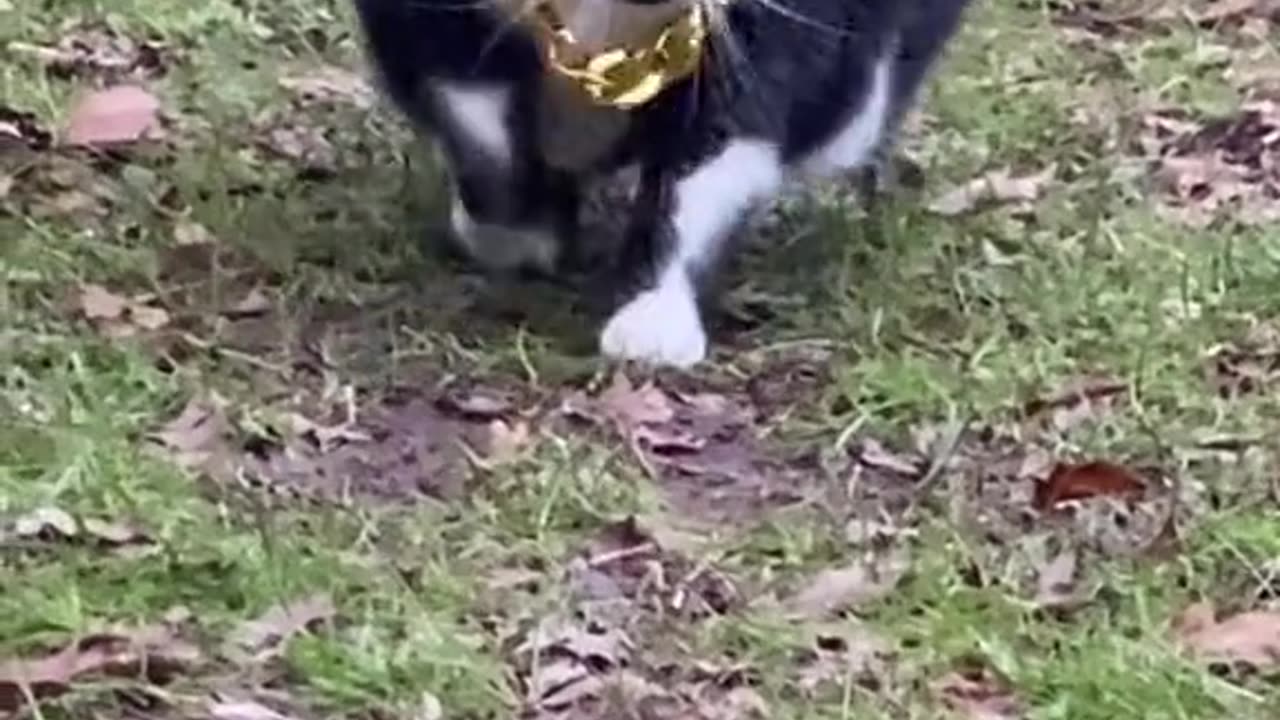 Cute Cat
