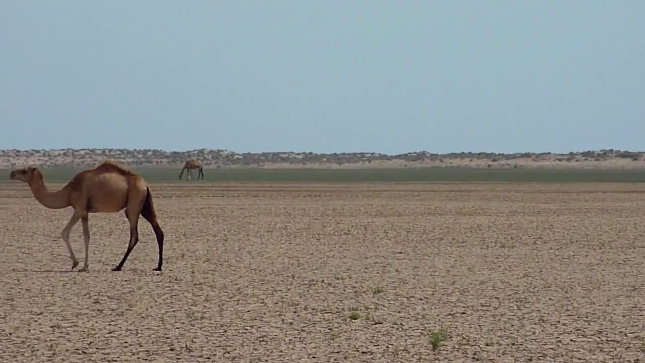 somalia camals