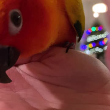 POV Getting Kisses from A Parrot