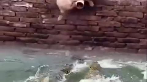 Puppy save crocodile attack