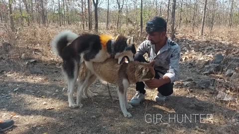 Natural Matting Siberian Husky Dog breeding powerful Matting stud dog