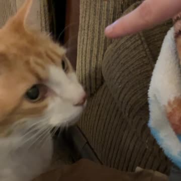 Cat meows and sneezes