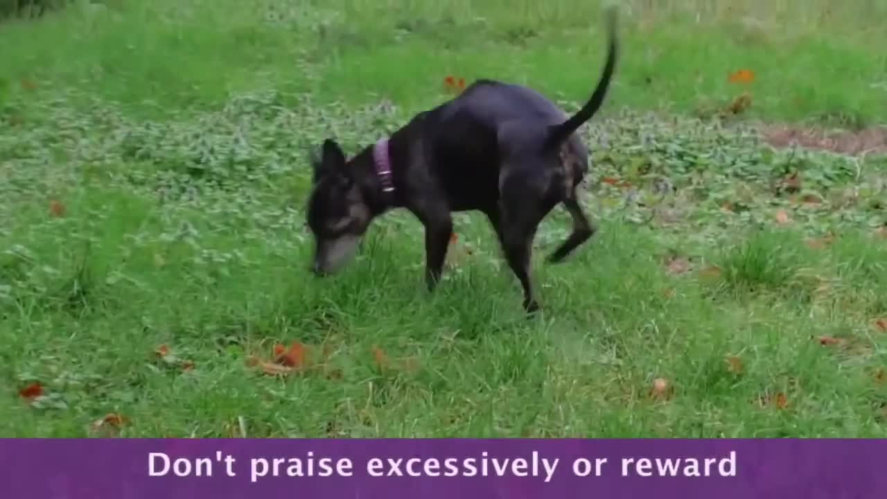 Dog-And-Puppy-Potty-Training-Praise-Outside-Rumble