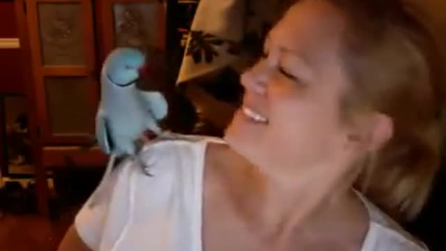 Parrot Loves Peek-a-boo