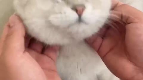 play with kittens