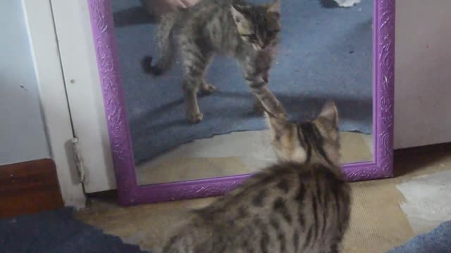 A Cat and Mirror! Funny!