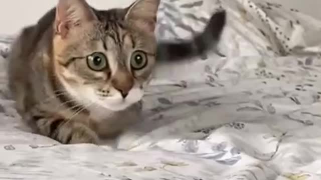 cute kitten with his gaze