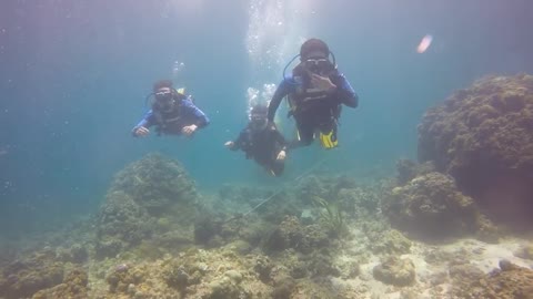 Scuba diving in Cebu