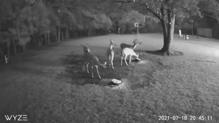 Gang of deer in the backyard summer 2021